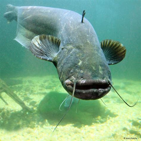 wels fish|Wels .